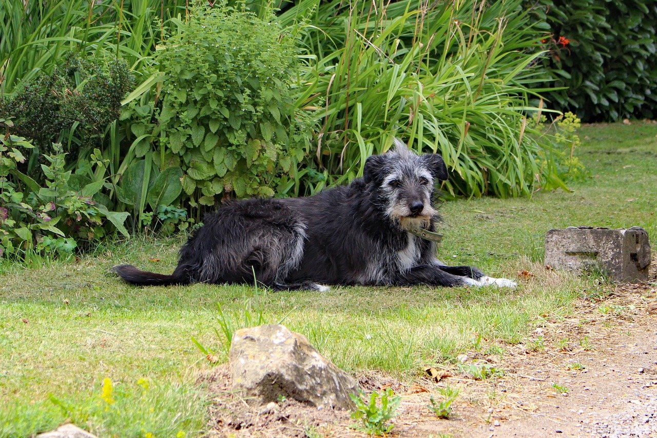 Adaptando a rotina para atender as necessidades dos cães idosos
