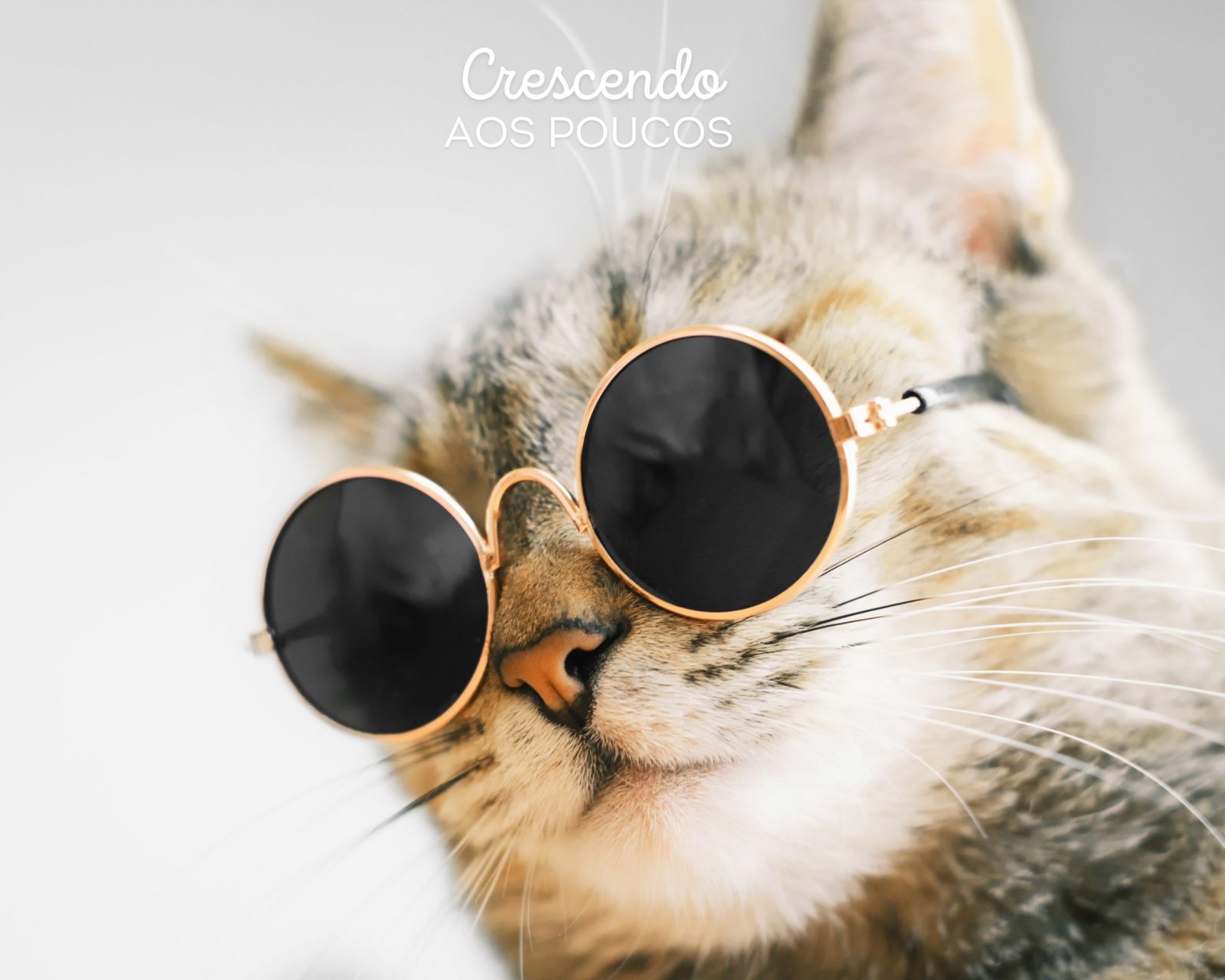 Óculos de Sol Redondo: Um Clássico Atemporal com um Toque Moderno